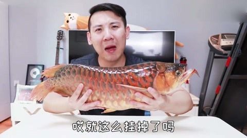 紅龍魚吃飽還會繼續吃嗎（關于紅龍魚飲食行為的詳細分析紅龍魚吃飽了會繼續吃嗎）