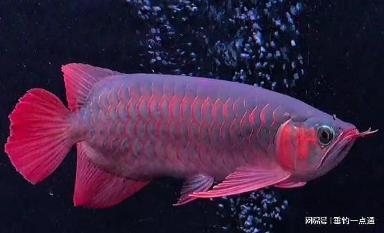 最漂亮的紅龍魚排名第幾名 最漂亮的紅龍魚排名第幾名 龍魚百科 第2張
