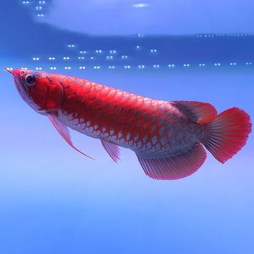 印尼紅龍魚照片高清圖