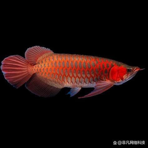 印尼紅龍魚照片高清圖