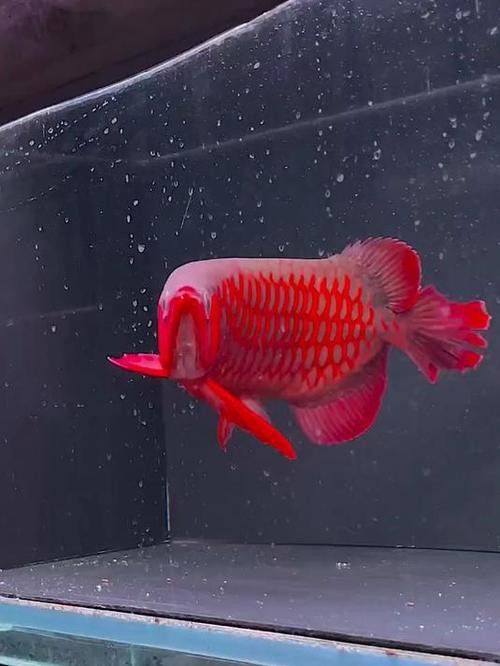 印尼紅龍魚照片高清圖