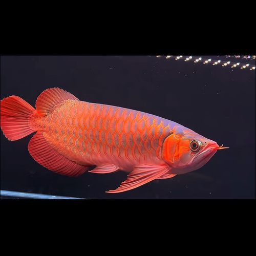 印尼紅龍魚照片高清圖