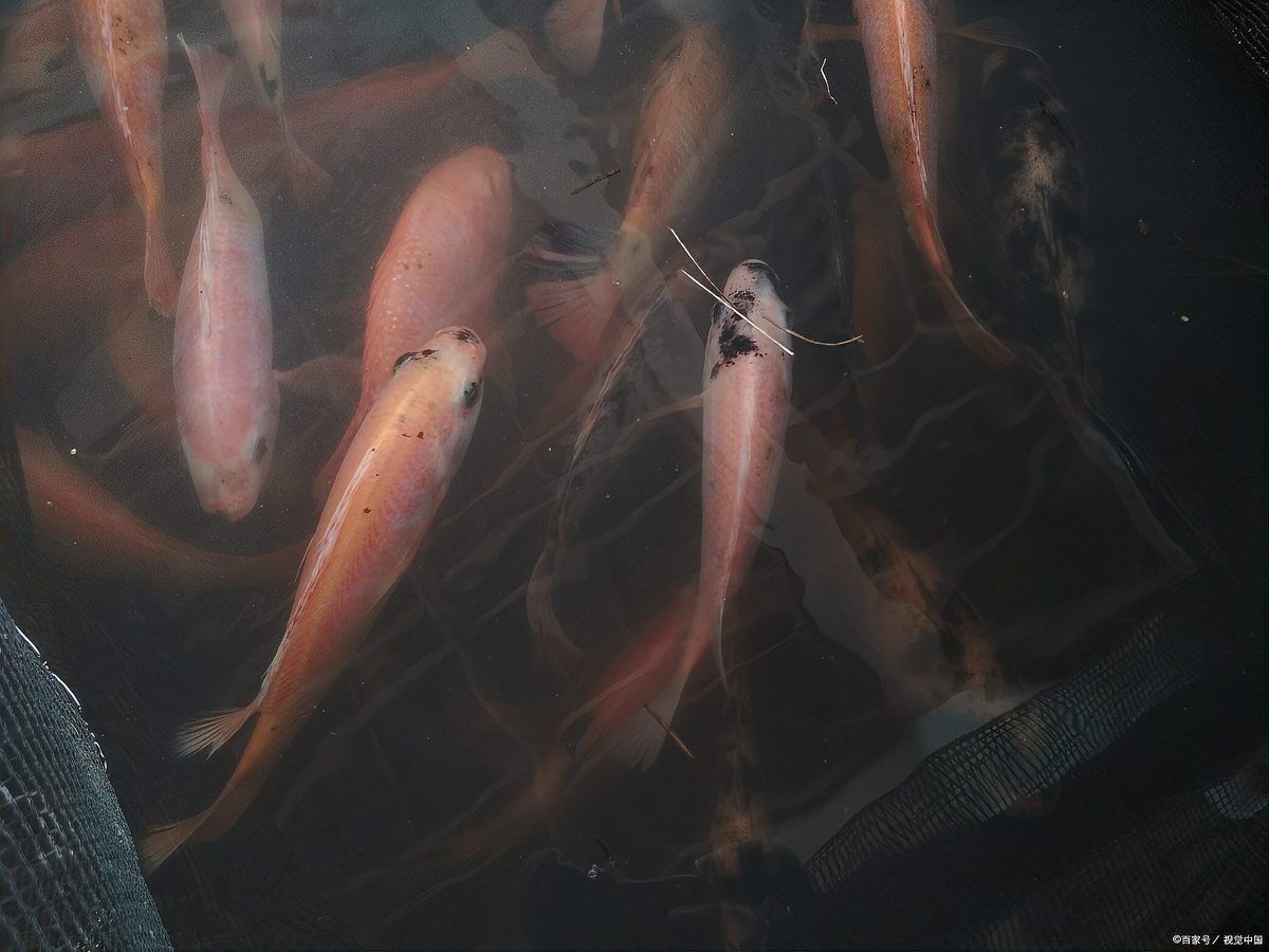 綠皮辣椒龍魚吃什么 綠皮辣椒龍魚吃什么 龍魚百科 第3張