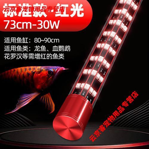 金龍魚(yú)怎么養(yǎng)發(fā)色好看圖片視頻