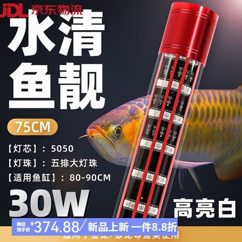 金龍魚(yú)怎么養(yǎng)發(fā)色好看圖片視頻