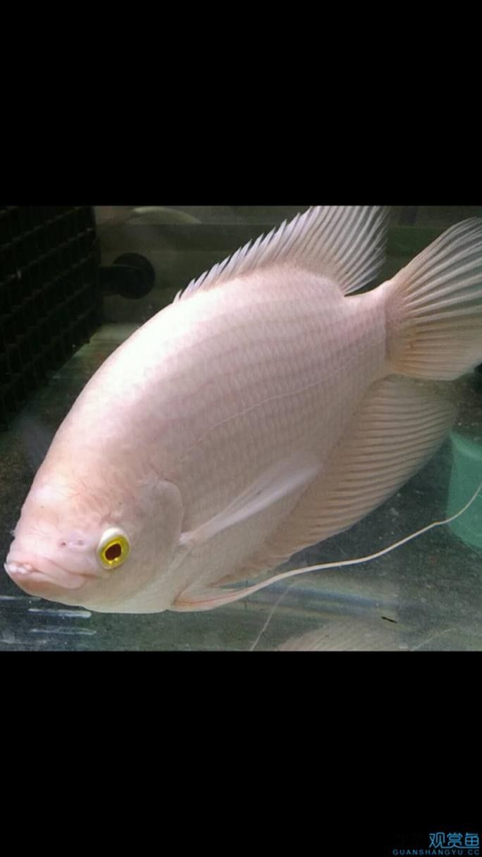 龍魚能和戰船一起養嗎圖片 龍魚能和戰船一起養嗎圖片 龍魚百科 第25張