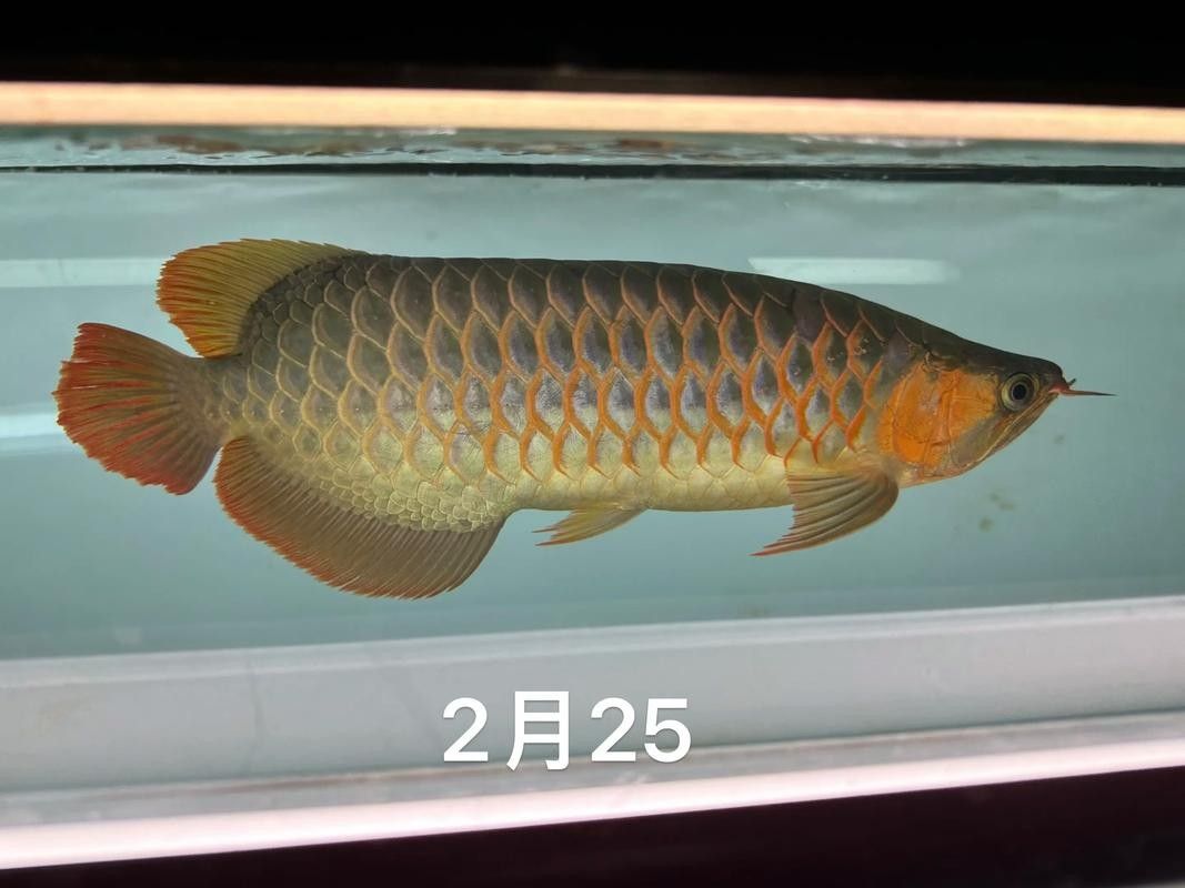 龍魚能和戰船一起養嗎圖片 龍魚能和戰船一起養嗎圖片 龍魚百科 第17張