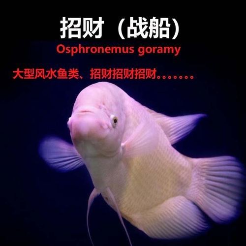 龍魚能和戰船一起養嗎圖片 龍魚能和戰船一起養嗎圖片 龍魚百科 第18張