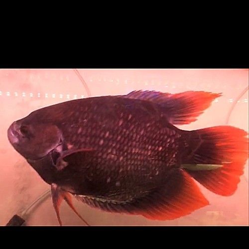 龍魚能和戰船一起養嗎圖片 龍魚能和戰船一起養嗎圖片 龍魚百科 第27張