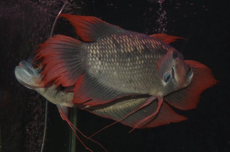 龍魚能和戰船一起養嗎圖片 龍魚能和戰船一起養嗎圖片 龍魚百科 第33張