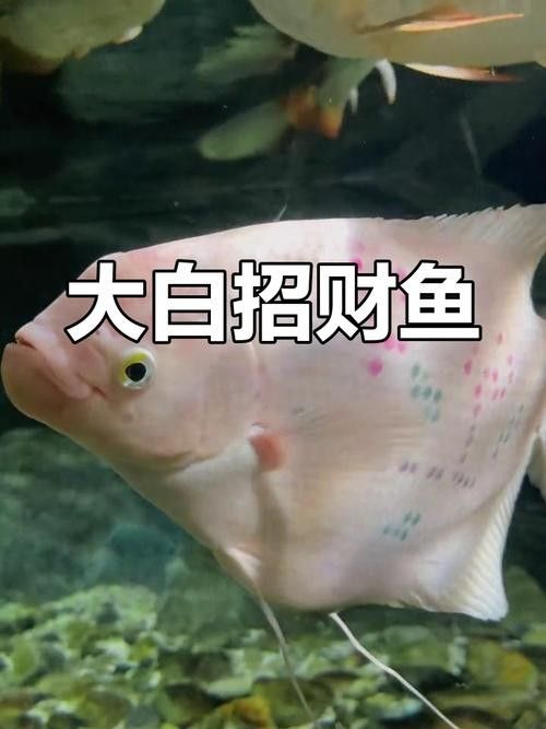 龍魚能和戰船一起養嗎圖片 龍魚能和戰船一起養嗎圖片 龍魚百科 第39張