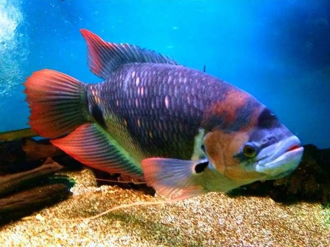 龍魚能和戰船一起養嗎圖片 龍魚能和戰船一起養嗎圖片 龍魚百科 第37張