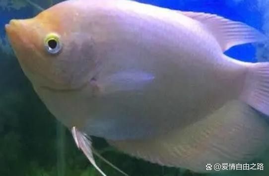 龍魚能和戰船一起養嗎圖片 龍魚能和戰船一起養嗎圖片 龍魚百科 第38張