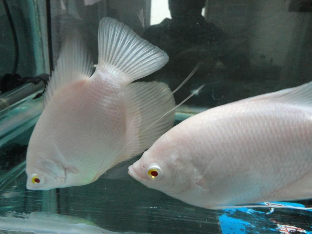 龍魚能和戰船一起養嗎圖片 龍魚能和戰船一起養嗎圖片 龍魚百科 第40張