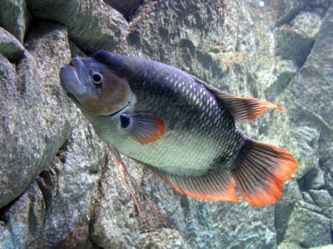 龍魚能和戰船一起養嗎圖片 龍魚能和戰船一起養嗎圖片 龍魚百科 第36張