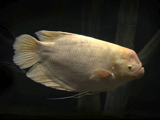 龍魚能和戰船一起養嗎圖片 龍魚能和戰船一起養嗎圖片 龍魚百科 第42張