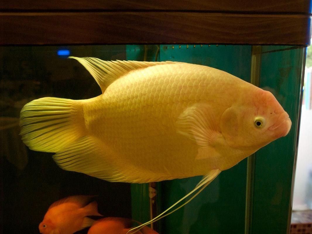 龍魚能和戰船一起養嗎圖片 龍魚能和戰船一起養嗎圖片 龍魚百科 第35張