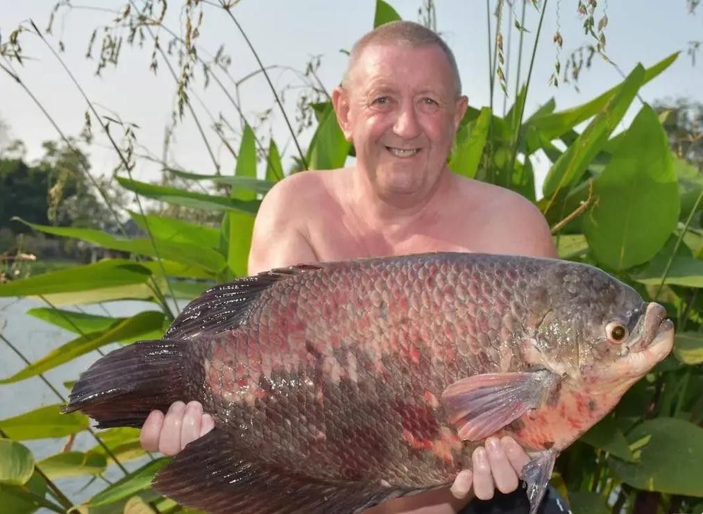 龍魚能和戰船一起養嗎圖片 龍魚能和戰船一起養嗎圖片 龍魚百科 第32張