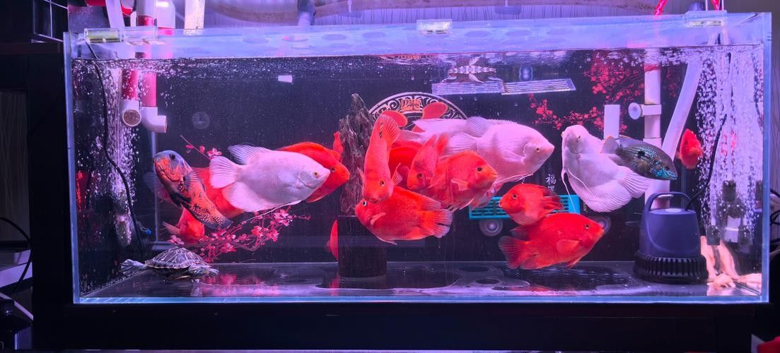 龍魚能和戰船一起養嗎圖片 龍魚能和戰船一起養嗎圖片 龍魚百科 第34張