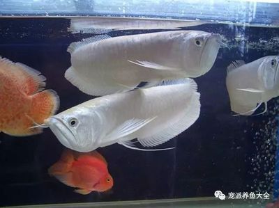 龍魚什么缸養(yǎng)最合適：養(yǎng)殖龍魚的最佳尺寸和其他注意事項 龍魚什么缸養(yǎng)最合適：養(yǎng)殖龍魚的最佳尺寸和其他注意事項 龍魚百科 第1張
