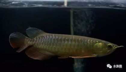 龍魚為什么會側身游：龍魚側身游可能由多種因素引起