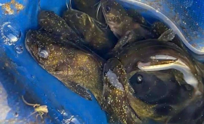 銀龍魚身上有小白點的圖片大全視頻 銀龍魚身上有小白點的圖片大全視頻 龍魚百科 第12張