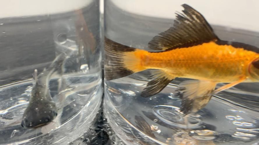 銀龍魚身上有小白點的圖片大全視頻 銀龍魚身上有小白點的圖片大全視頻 龍魚百科 第7張