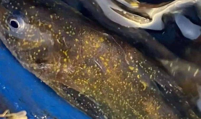 銀龍魚身上有小白點的圖片大全視頻 銀龍魚身上有小白點的圖片大全視頻 龍魚百科 第6張