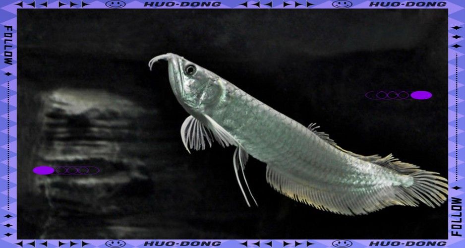 銀龍魚身上有小白點的圖片大全視頻 銀龍魚身上有小白點的圖片大全視頻 龍魚百科 第19張