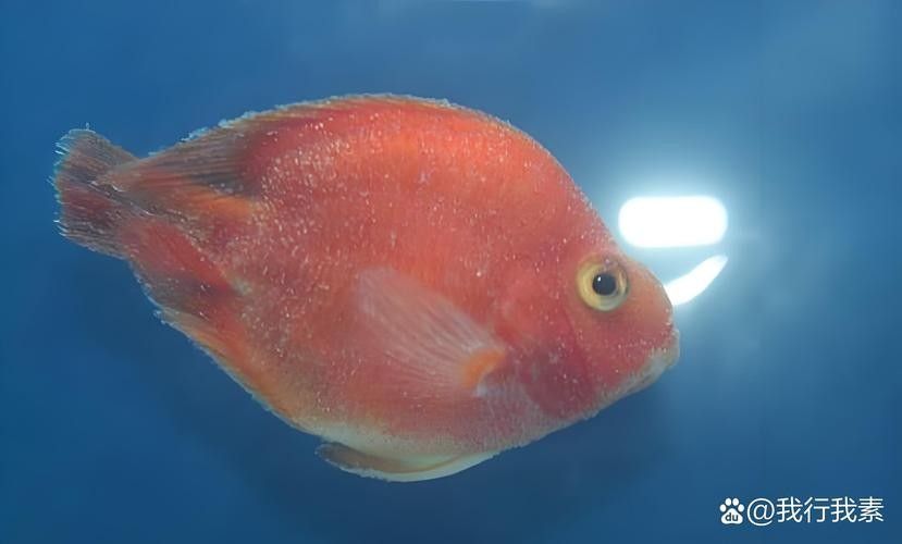 銀龍魚身上有小白點的圖片大全視頻 銀龍魚身上有小白點的圖片大全視頻 龍魚百科 第11張
