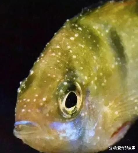 銀龍魚身上有小白點的圖片大全視頻 銀龍魚身上有小白點的圖片大全視頻 龍魚百科 第4張