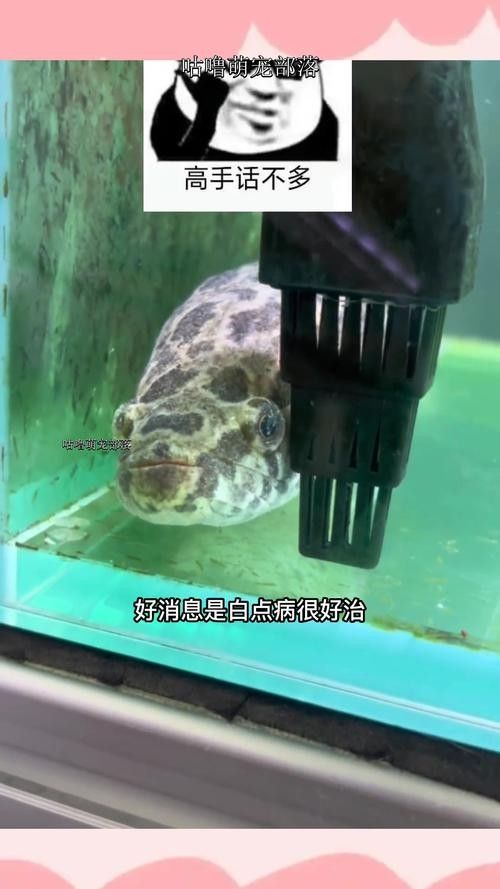 銀龍魚身上有小白點的圖片大全視頻 銀龍魚身上有小白點的圖片大全視頻 龍魚百科 第18張