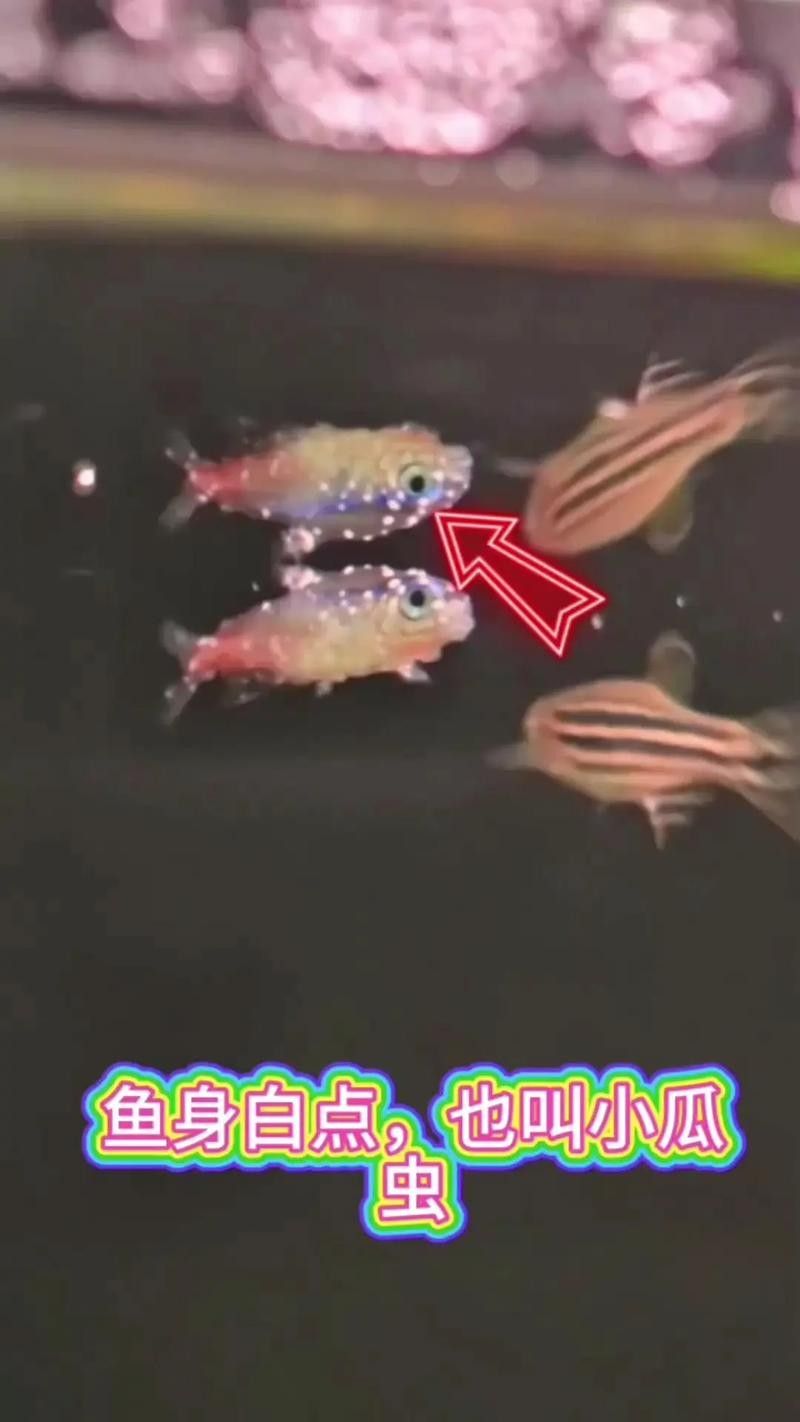 銀龍魚身上有小白點的圖片大全視頻 銀龍魚身上有小白點的圖片大全視頻 龍魚百科 第5張