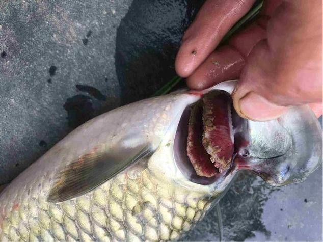 銀龍魚身上有小白點的圖片大全視頻 銀龍魚身上有小白點的圖片大全視頻 龍魚百科 第13張