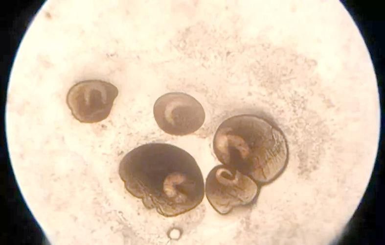 銀龍魚身上有小白點的圖片大全視頻 銀龍魚身上有小白點的圖片大全視頻 龍魚百科 第8張