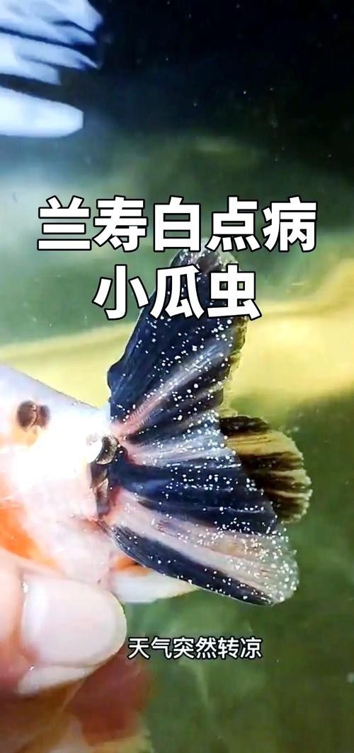 銀龍魚身上有小白點的圖片大全視頻 銀龍魚身上有小白點的圖片大全視頻 龍魚百科 第23張