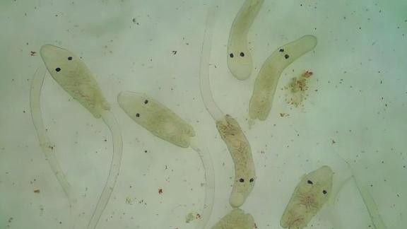 銀龍魚身上有小白點的圖片大全視頻 銀龍魚身上有小白點的圖片大全視頻 龍魚百科 第21張