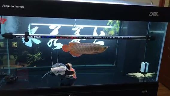 招財貓魚和紅招魚 金龍魚一起養嗎（招財貓魚和紅龍魚混養有風險嗎？）