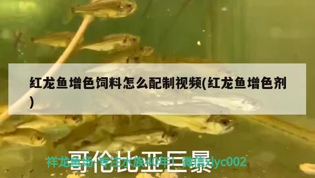 紅龍魚增色劑，關于紅龍魚增色劑使用的一些建議