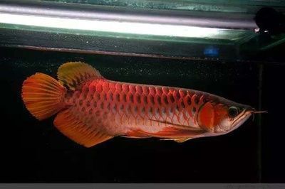 紅龍魚增色劑，關于紅龍魚增色劑使用的一些建議