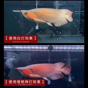 紅龍魚增色劑，關于紅龍魚增色劑使用的一些建議