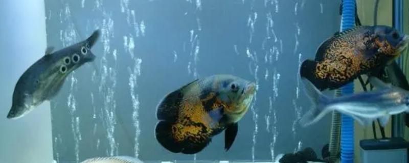 龍魚都喂什么食物長得快：第28屆中國國際寵物水族展覽會5.74k2祥龍魚場介紹