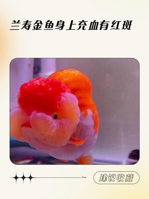 魚身上充血圖片
