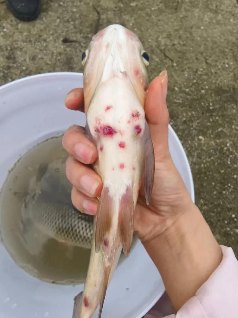 魚身上充血圖片