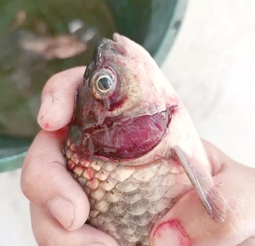 魚身上充血圖片
