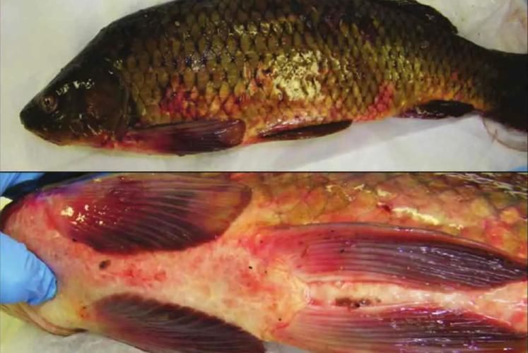 魚身上充血圖片