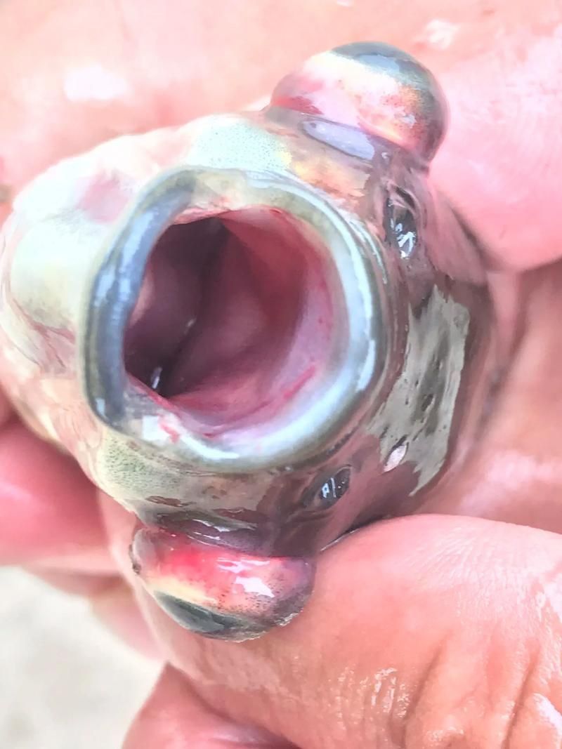 魚身上充血圖片