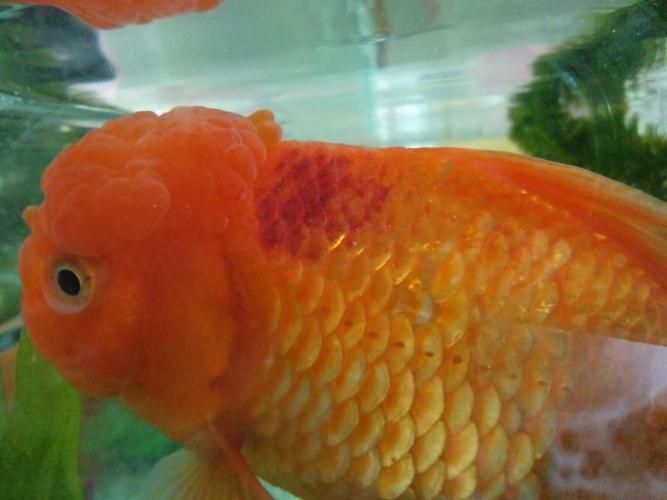 魚身上充血圖片