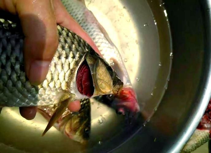 魚身上充血圖片