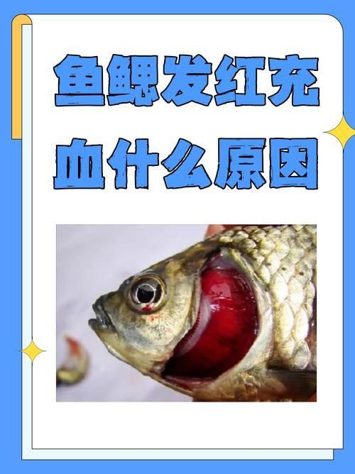 魚身上充血圖片
